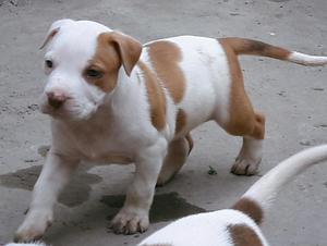 American Pitbull Terrier