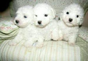 Bichon Frise