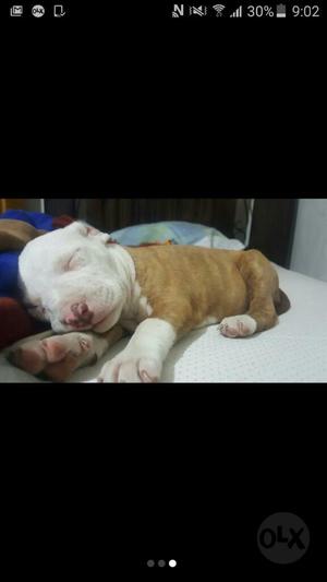 Cachorra Pitbull Raza Pura