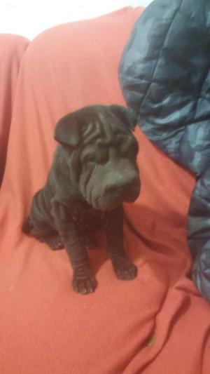 Cachorra Sharpei !