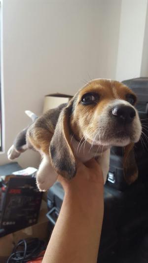 Cachorrito Beagle