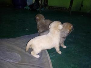 Cachorritos de Raza Pequeña