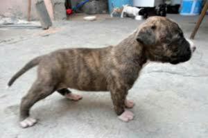 Cachorro Pitbull Atigrado