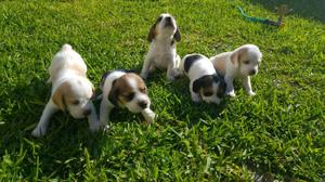 Cachorros Beagle