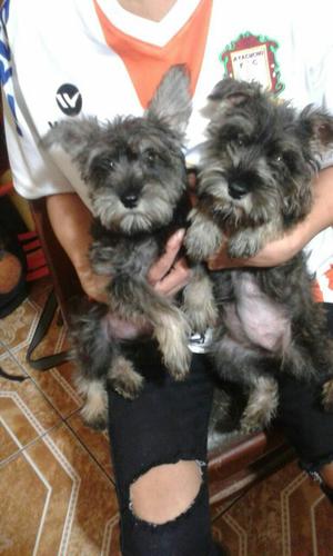 Cambio O Vendo Cachorritos Schnauzer