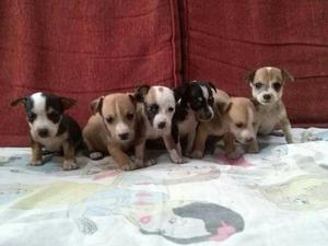 Chihuahua Cruce con Jack Russell