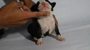 FUSION AMERICAN BULLY G2