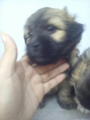 Hermosos Cachorros Chizu en Venta