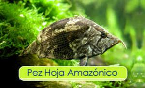 Hoja Amazónico