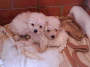 POODLE LINDOS TOY