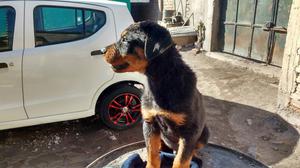 Remato Cachorro Rotwailer de Buen Matiz