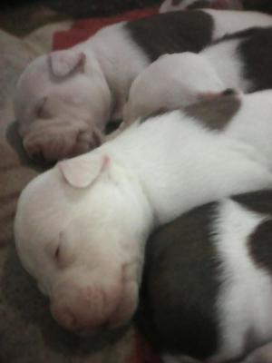 Se Vende Pitbull Red Nose, N° 