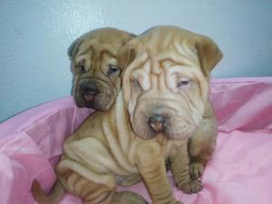 Sharpei Cachorros