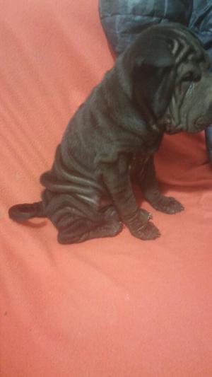 Sharpei Urgente