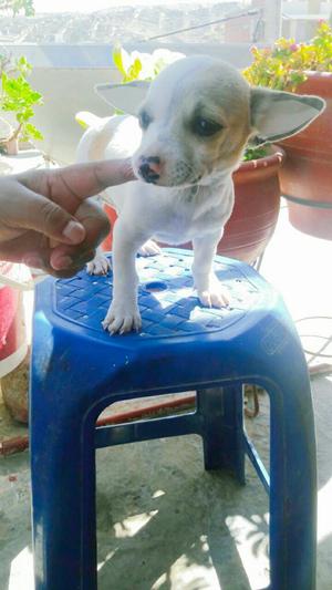 Vendo Hermoso Chihuahua Macho Blanco