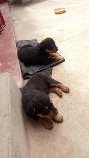 Vendo Un Hermoso. Cachorro Rottweiler