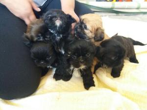 Vendo cachorritos Shih Tzu