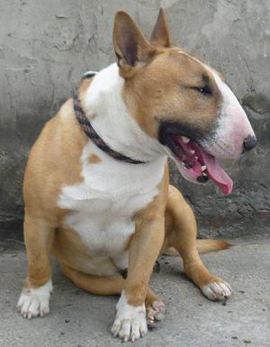 bull terrier arequipa