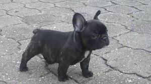 bulldog frances en venta machos