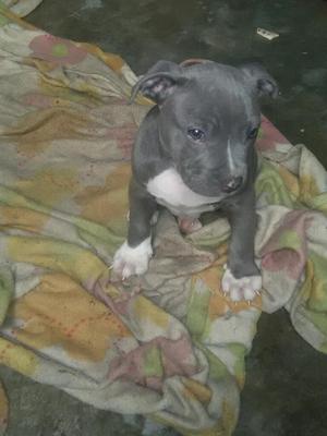 American Bully por Fucion