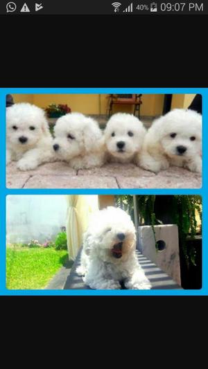 Bichon Frise Telefono _ 