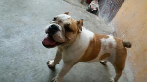 Bull Dog Ingles 7 Meses en Venta