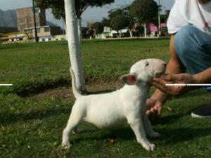 Bull Terrier Cachorros