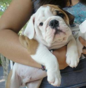 Bulldog Ingles Bellos Cachorritos Oferto