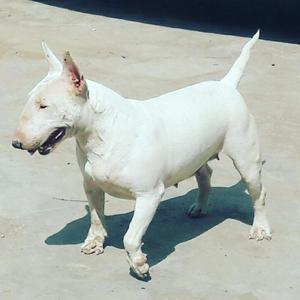 Bullterrier Hembra