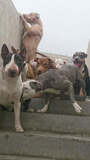 Busco Pit Bull Pitbull para Monta