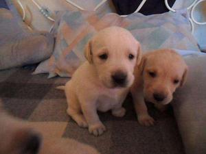 CACHORRITOS LABRADOR