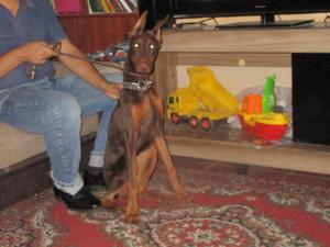 CACHORRO DOBERMANS