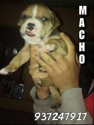 CACHORROS AMERICAN BULLY X PITBULL FUSION