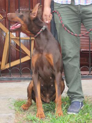 CACHORROS DOBERMAN