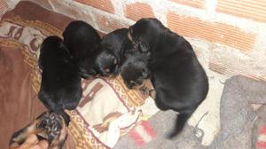 Cachooros Rottweiler