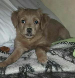 Cachorra Cutita en Adopción