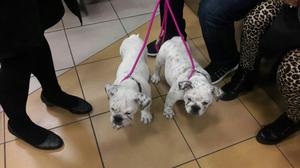 Cachorras Bulldog Inglés