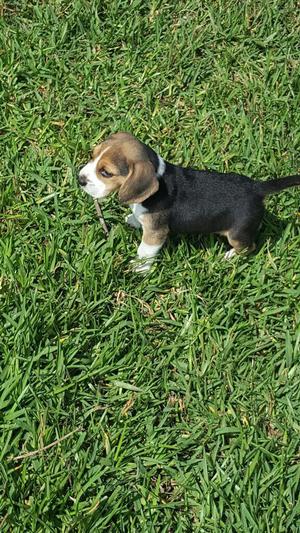 Cachorrito Beagle Tricolor