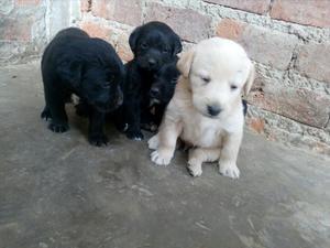 Cachorrito Labradores