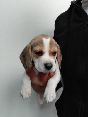Cachorro Beagle 6 Semanas Tricolor