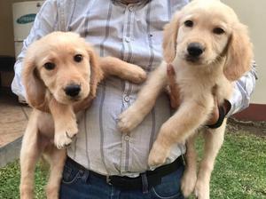 Cachorros Golden Retriever de 3meses
