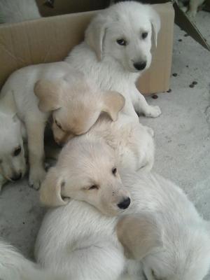 Cachorros Golden Y Labrador