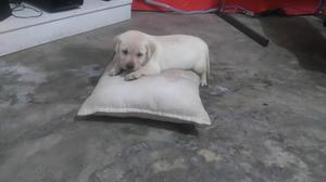 Cachorros Labrador