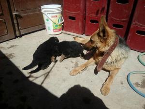 Cachorros Pastor Aleman