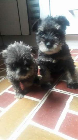 Cachorros Schnauzer