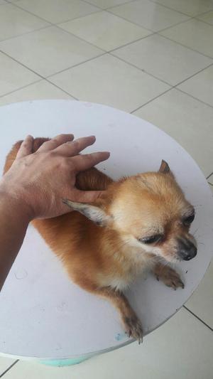 Chihuahua Hembra