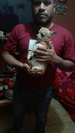 Chihuahua, Mini Toy Busca Novia