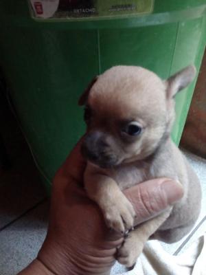 Chihuahua Toy