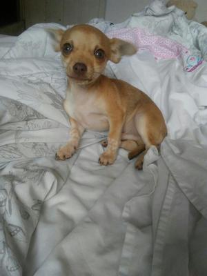 Chihuahua Toy's
