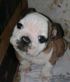 Hermoso Cachorro de Dos Meses Desparasit